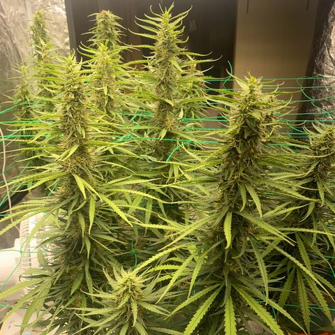 DankBerry  growlog timeline photo