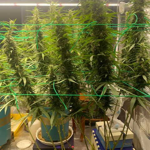DankBerry  growlog timeline photo