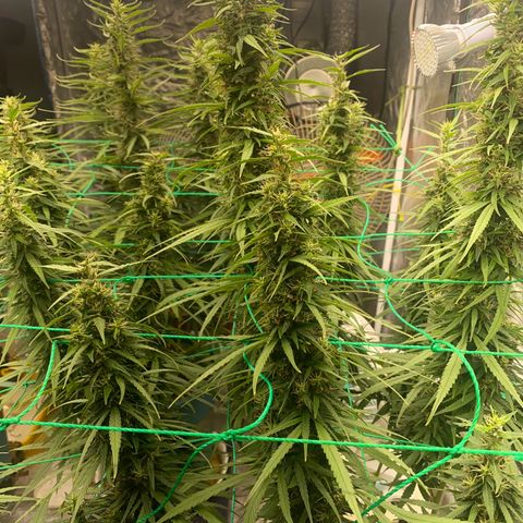 DankBerry  growlog timeline photo