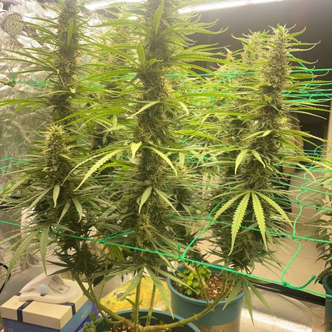 DankBerry  growlog timeline photo