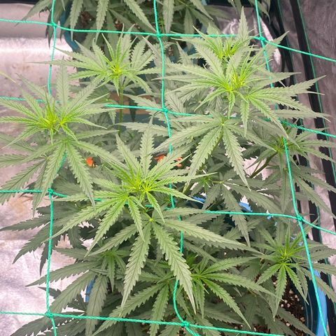 DankBerry  growlog timeline photo