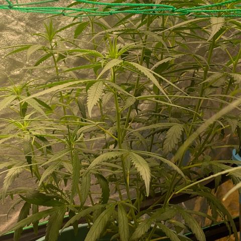 DankBerry  growlog timeline photo