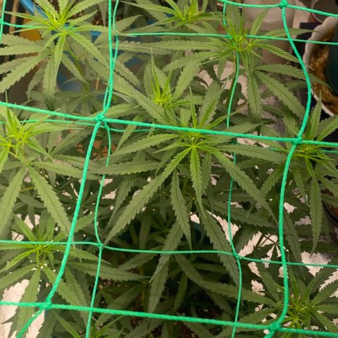 DankBerry  growlog timeline photo