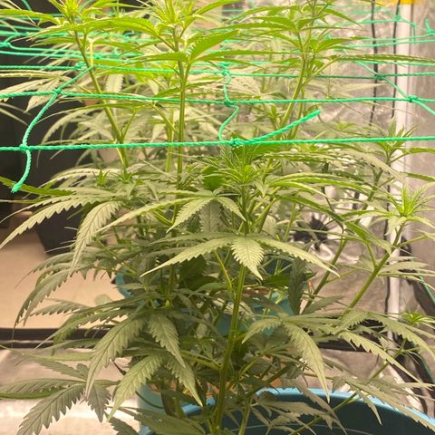 DankBerry  growlog timeline photo