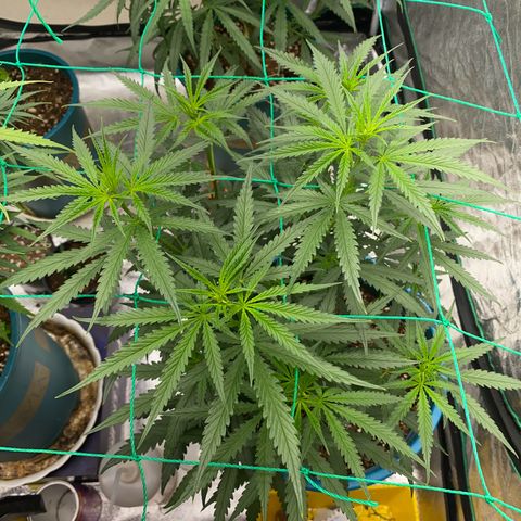 DankBerry  growlog photo: TRIM NGÀY 8 BLOOM