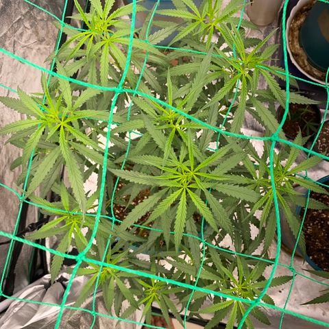 DankBerry  growlog photo: TRIM NGÀY 8 BLOOM