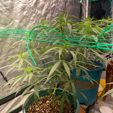 DankBerry  growlog photo: TRIM NGÀY 8 BLOOM