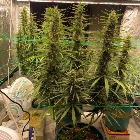 DankBerry  growlog timeline photo