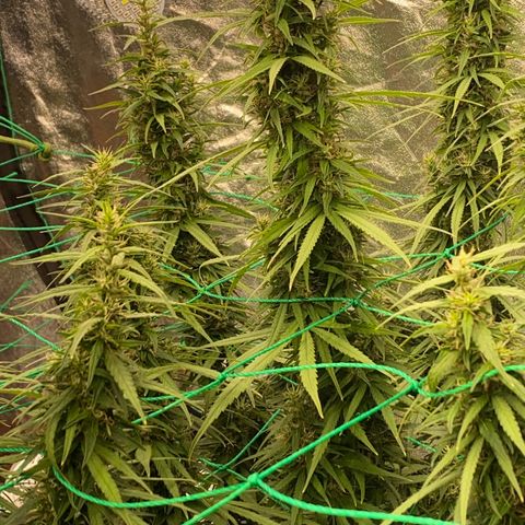 DankBerry  growlog timeline photo