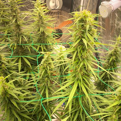 DankBerry  growlog timeline photo