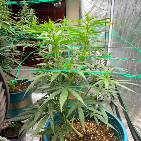 DankBerry  growlog photo: TRIM NGÀY 8 BLOOM