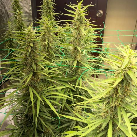 DankBerry  growlog timeline photo