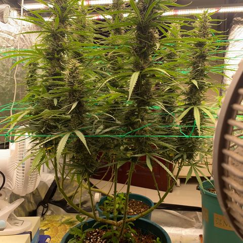 DankBerry  growlog timeline photo