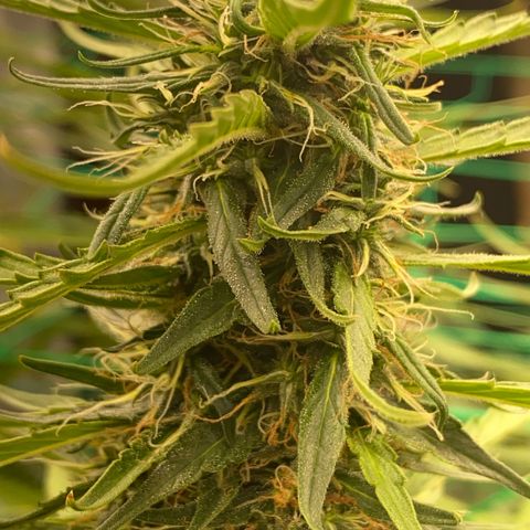 DankBerry  growlog timeline photo