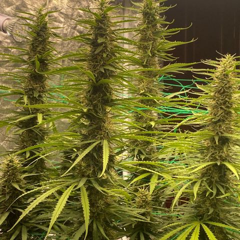DankBerry  growlog timeline photo