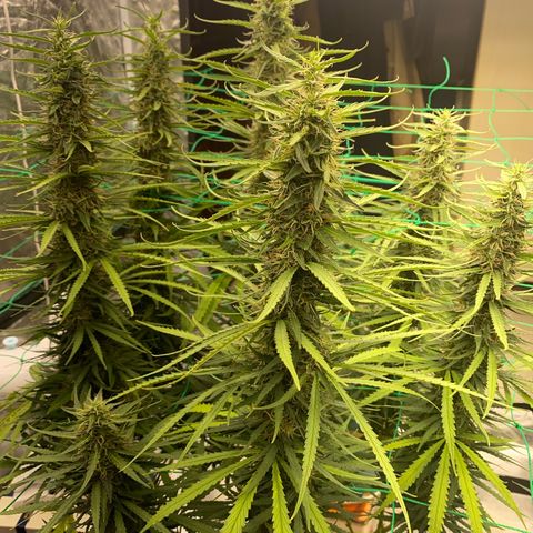 DankBerry  growlog timeline photo
