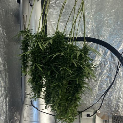 DankBerry  growlog timeline photo