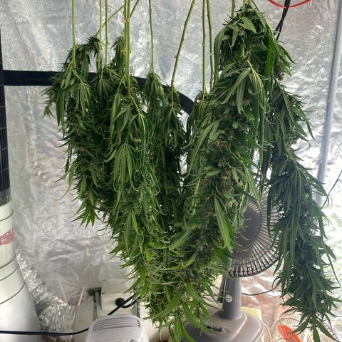 DankBerry  growlog timeline photo