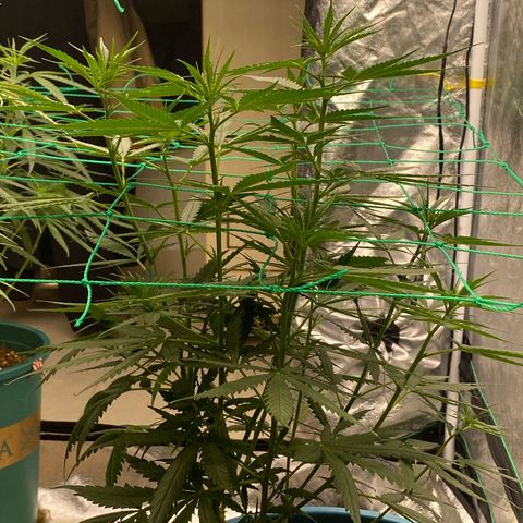 DankBerry  growlog timeline photo