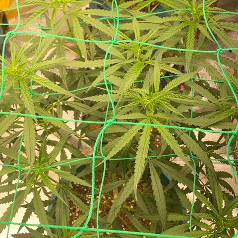 DankBerry  growlog timeline photo