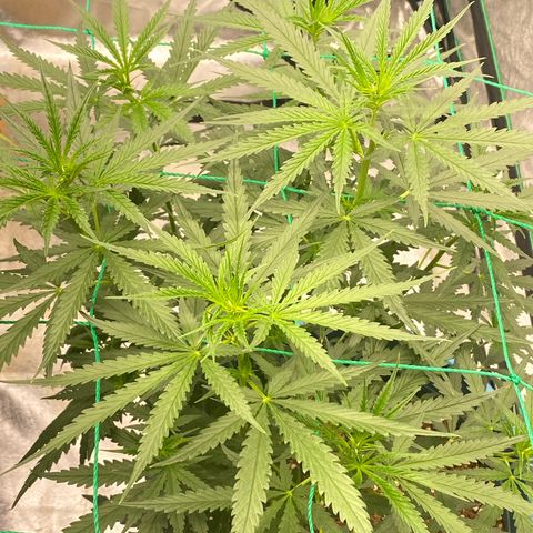DankBerry  growlog timeline photo