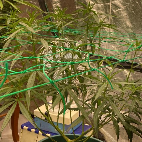 DankBerry  growlog timeline photo