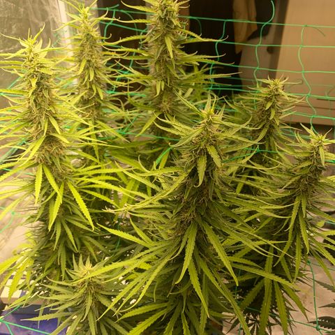 DankBerry  growlog timeline photo