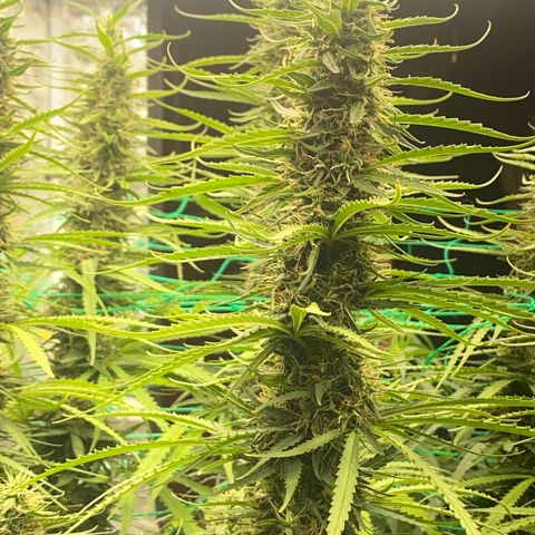 DankBerry  growlog timeline photo