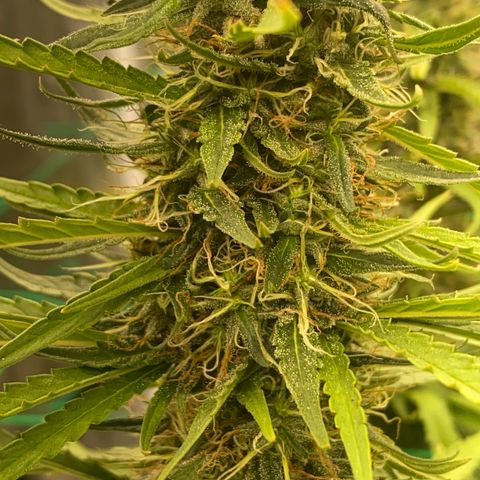 DankBerry  growlog timeline photo