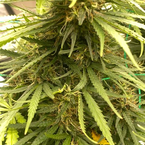 DankBerry  growlog timeline photo