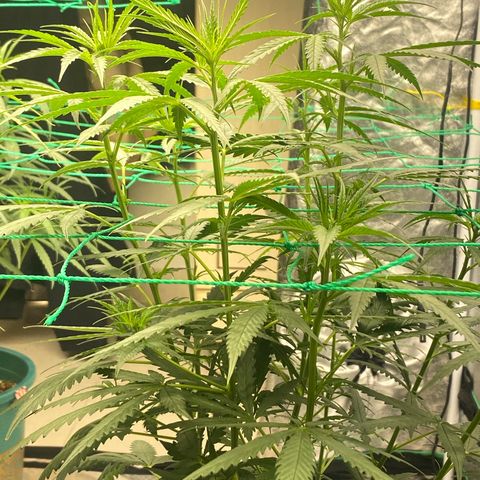 DankBerry  growlog timeline photo