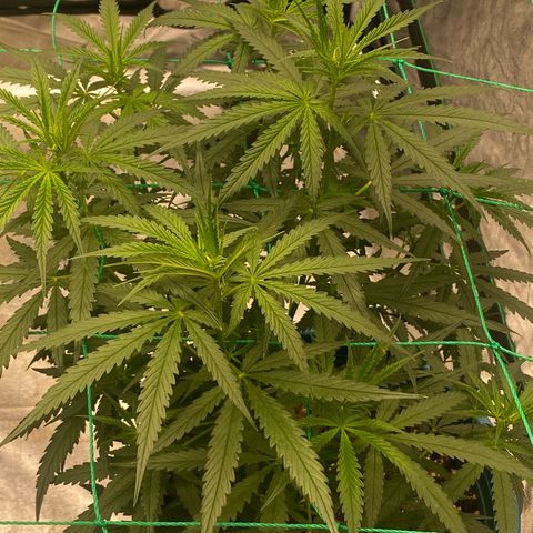 DankBerry  growlog timeline photo