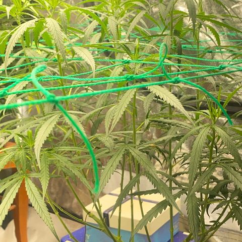DankBerry  growlog timeline photo
