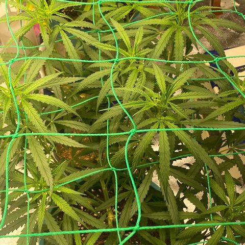 DankBerry  growlog timeline photo