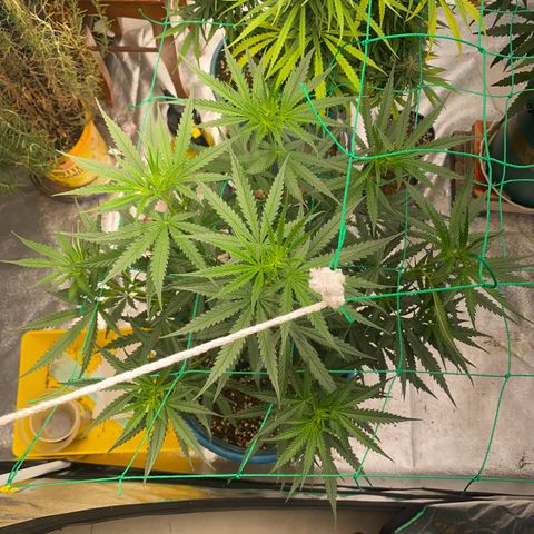 DankBerry  growlog timeline photo
