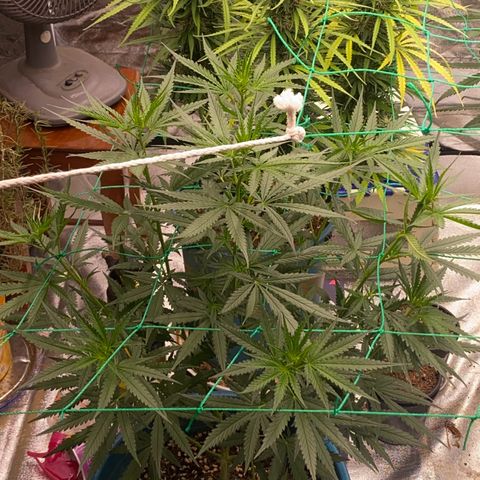 DankBerry  growlog timeline photo