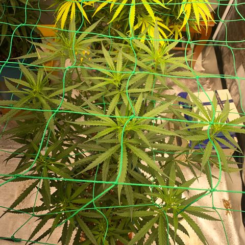 DankBerry  growlog timeline photo