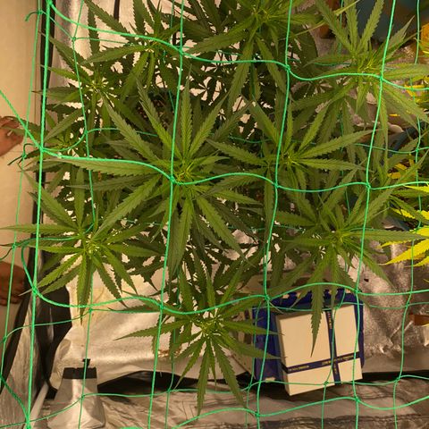DankBerry  growlog timeline photo