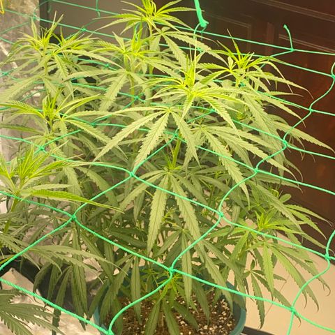 DankBerry  growlog timeline photo