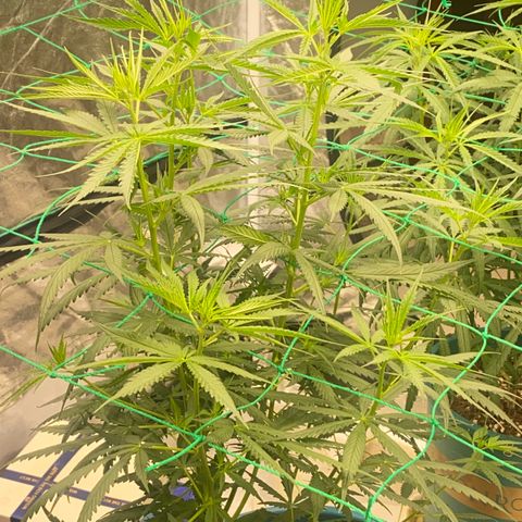 DankBerry  growlog timeline photo