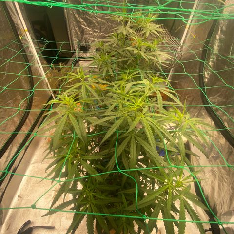 DankBerry  growlog timeline photo