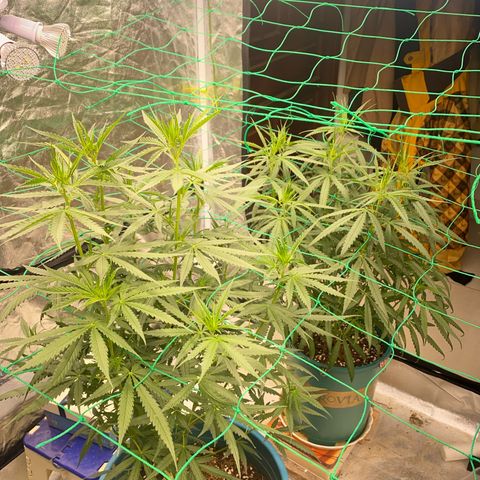 DankBerry  growlog timeline photo