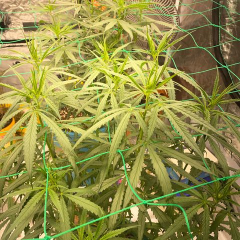 DankBerry  growlog timeline photo