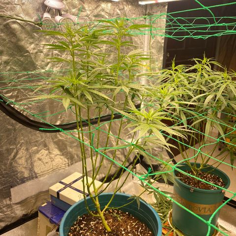 DankBerry  growlog timeline photo