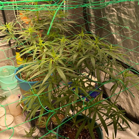 DankBerry  growlog timeline photo