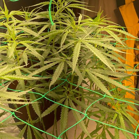 DankBerry  growlog timeline photo