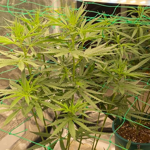 DankBerry  growlog timeline photo