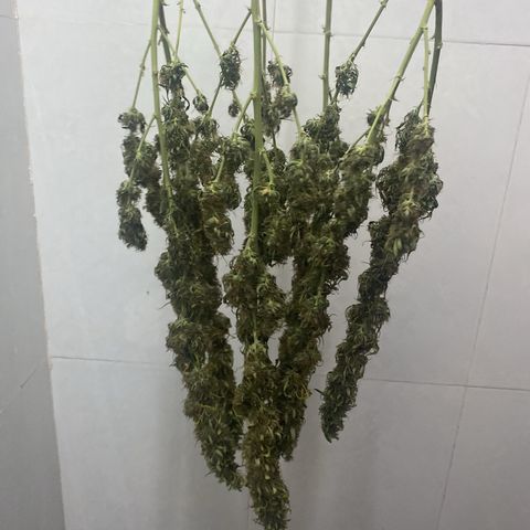 DankBerry  growlog timeline photo