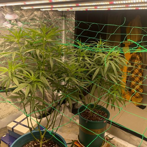 DankBerry  growlog timeline photo