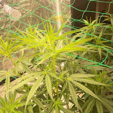 DankBerry  growlog timeline photo